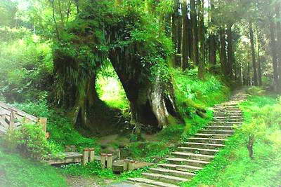 台湾嘉义阿里山景区
