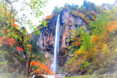 宕昌大河坝森林公园