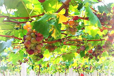 安义斐然生态园