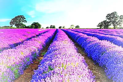 襄阳普罗旺斯薰衣草庄园