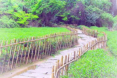 武夷山大红袍景区