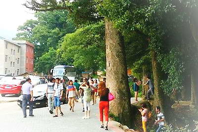 政和凤头楠木林景区