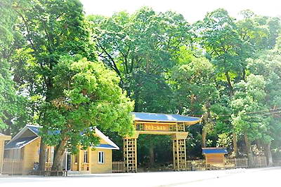政和凤头楠木林景区