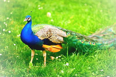 京山聪慧孔雀谷