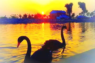 京山聪慧孔雀谷