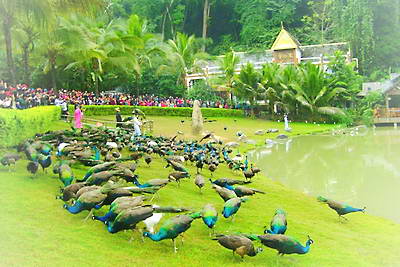 京山聪慧孔雀谷