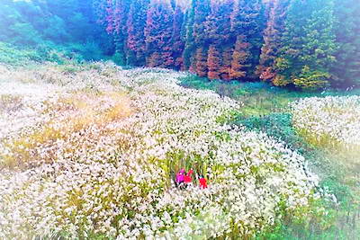 重庆南川山王坪景区