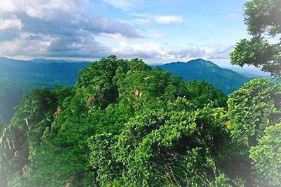 井冈山杜鹃山景区