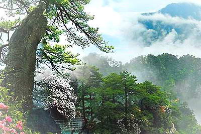 井冈山杜鹃山景区