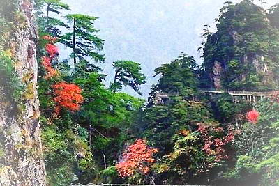 井冈山杜鹃山景区
