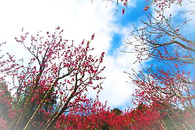青秀山桃花岛