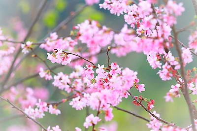 青秀山樱花园