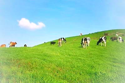 于都屏山牧场