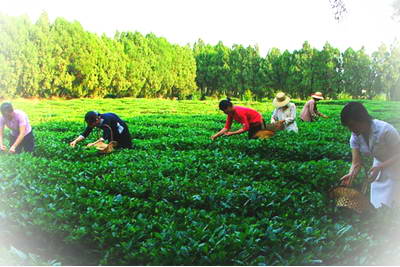 莒县浮来青旅游度假区