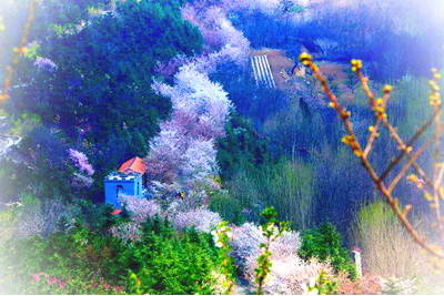 邹平樱花山景区
