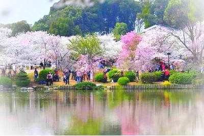 邹平樱花山景区