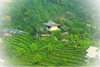 凌云茶山金字塔景区