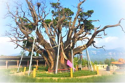 介休秦柏岭景区