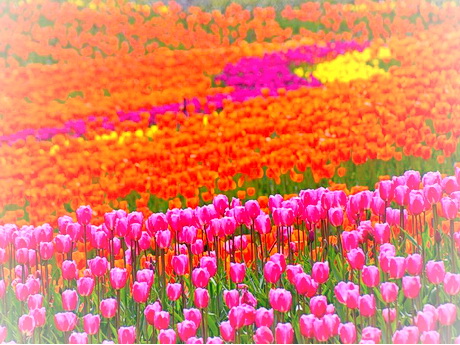 贵阳羊昌花画小镇