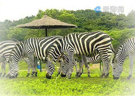 沈阳森林动物园
