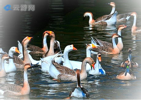 沈阳干河子岛