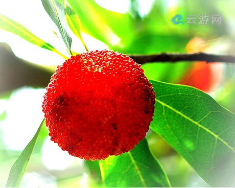 南平延平聪坑杨梅园