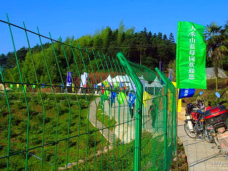 重庆巴南区大来山蓝莓园