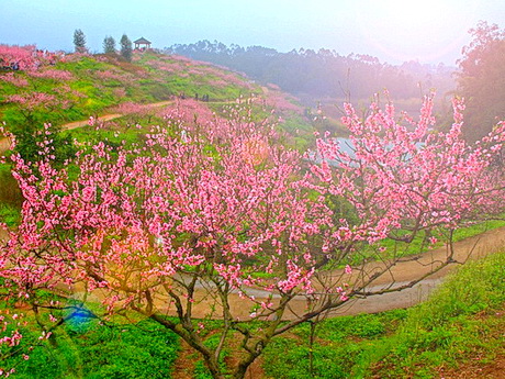 重庆永川圣水湖桃花岛