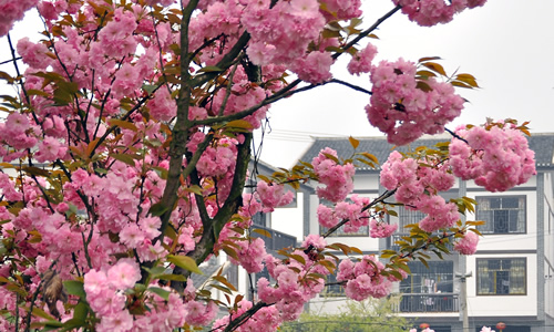金龙村风光