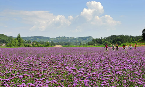 铁桥村风光