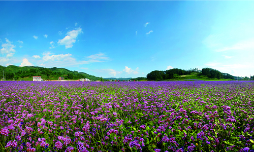 铁桥村风光