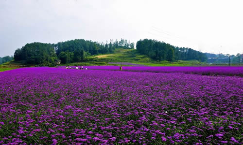 铁桥村风光