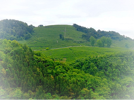 重庆垫江东印茶山景区