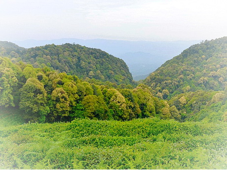 重庆垫江东印茶山景区