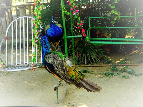 扬州凤凰岛生态旅游区