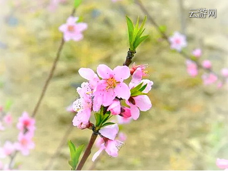 盐城东方桃花洲景区