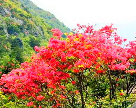 高姥山杜鹃花海