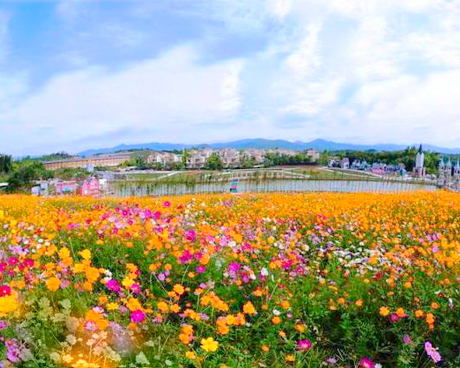龙门花海