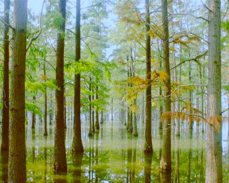 涨渡湖湿地森林公园