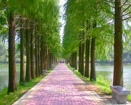 张公堤城市森林公园