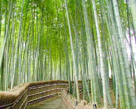 星星竹海风景区