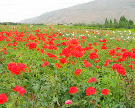 董市镇曹店村枫林花卉月季园