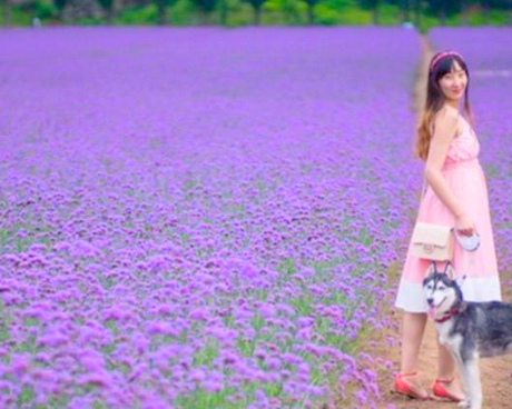 紫海香堤花海农场