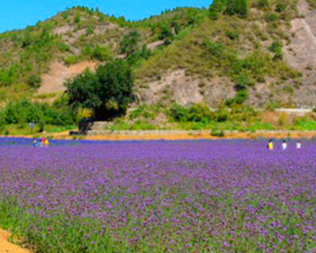 紫海香堤花海农场