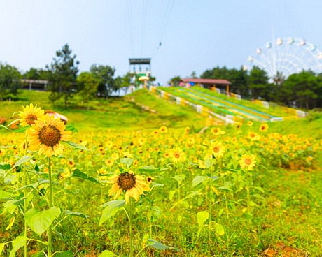 武汉黄陂花海乐园景区