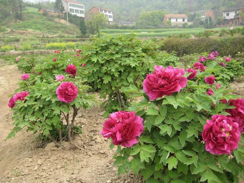 龙门花海2018赏花攻略，带你看最美鲜花