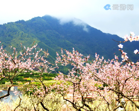 乐昌九峰桃花