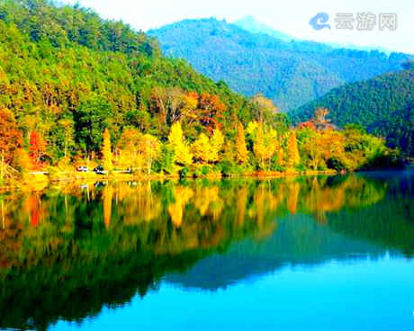 南雄帽子峰林场银杏