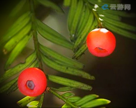 乳源红豆杉森林公园