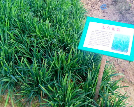 博罗县航天育种基地